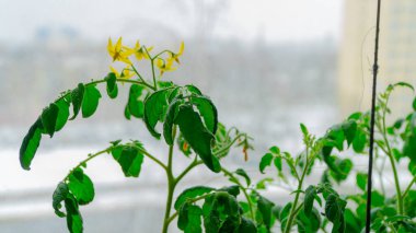 Domates pencerede çiçek açar.