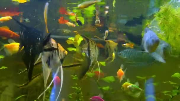 Mooie aquariumvissen die bevroren voer eten — Stockvideo
