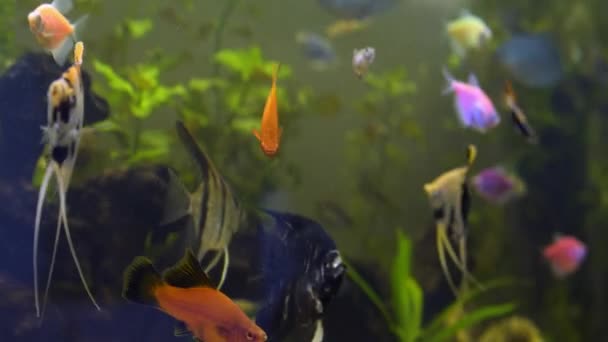 Akwarium ryby pływać w akwarium — Wideo stockowe