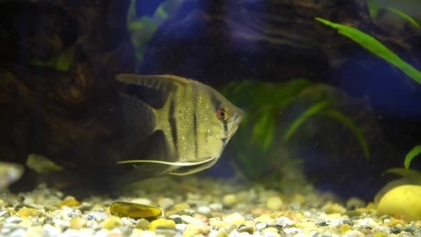 Poissons d'aquarium poissons-anges nager dans l'aquarium — Video