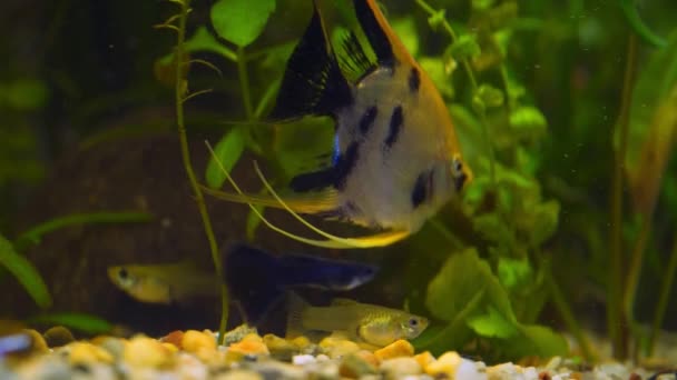 Peixes de aquário angelfish nadar no aquário — Vídeo de Stock