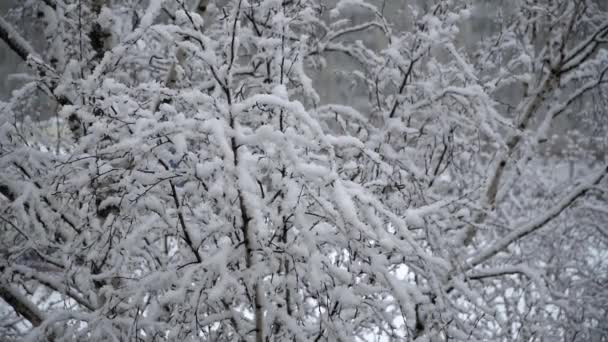 Śnieg leży na gałęziach drzew — Wideo stockowe