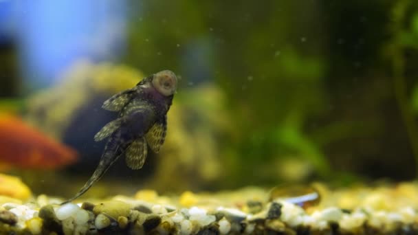 Ancistrus dolichopterus, Bushymouth catfish är rengöring akvarium glas. — Stockvideo