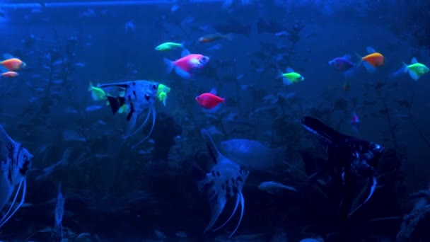 Peixes de aquário nadam no aquário — Vídeo de Stock