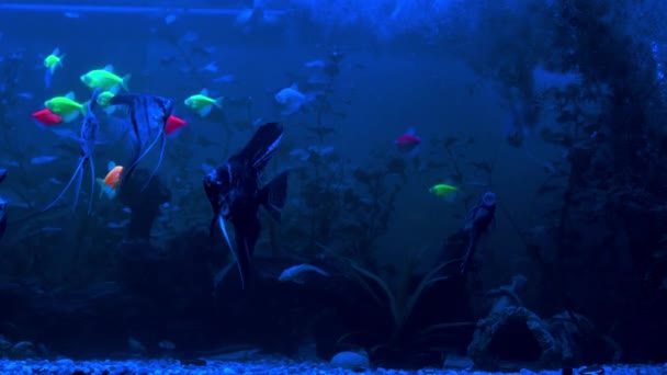 水族館で泳ぐ魚は — ストック動画