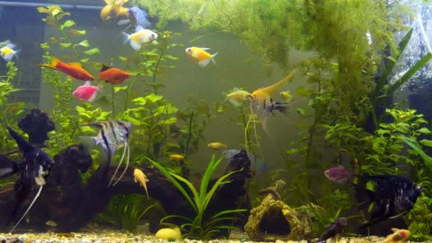 Akvarijní ryby plavou v akváriu — Stock video