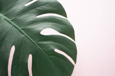 Canavar yaprağı arka planı. Tropik orman palmiyesi