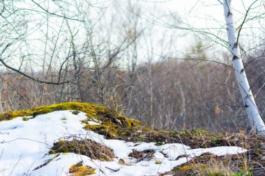 Yeşil yosunlu eriyen kar ve son