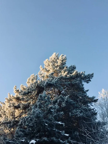 Gyönyörű atmoszférikus táj. téli táj napkeltekor — Stock Fotó