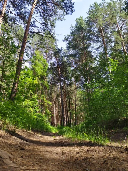 Overwoekerd gemengd bos op zonnige dag. Zonnelichtbos — Stockfoto