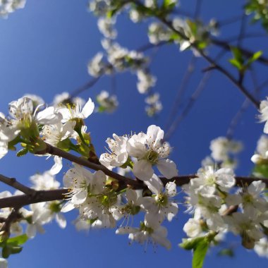 Erik çiçeği açan kiraz yaprakları.