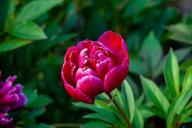 Şakayık, kapat. Pion yaprakları yakın..