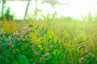Güzel yeşil çimenler ve çiçekler tarlada