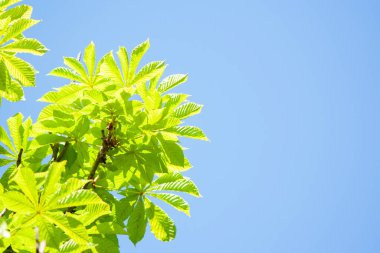 Kestane yaprakları mavi gökyüzü arka planında. Castanea. .