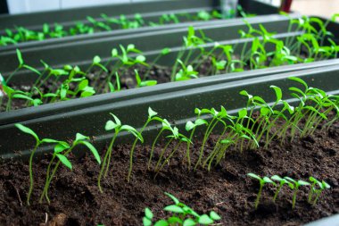 Bir sürü taze yeşil domates filizleri.