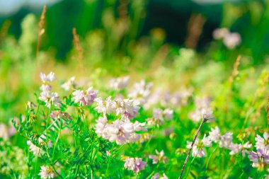 Güzel yeşil çimenler ve çiçekler tarlada