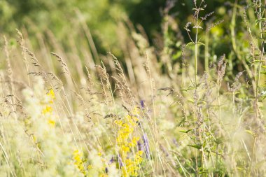 Güzel yeşil çimenler ve çiçekler tarlada