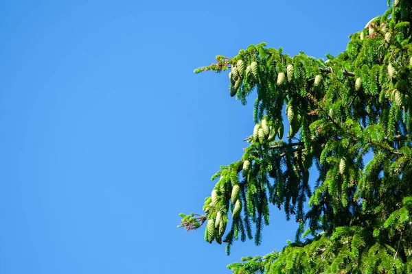 Cones de pinheiro verdes em um ramo de — Fotografia de Stock