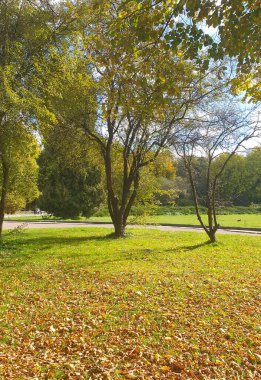 Parkta altın sonbahar. Güneş ışınları sarı ve yeşil yapraklarla ağaçların taçlarını yararak barış ve sıcaklık atmosferi yaratıyor. Yol dökülen yapraklarla kaplı.