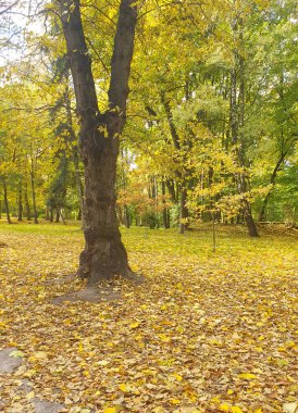 Parkta altın sonbahar. Sarı ve yeşil yapraklı ağaçların arasından süzülen güneş ışığı sakin ve sıcak bir atmosfer yaratır. Düşen yapraklarla kaplı bir yürüyüş yolu bir sonbahar gününün güzelliğini taşır.