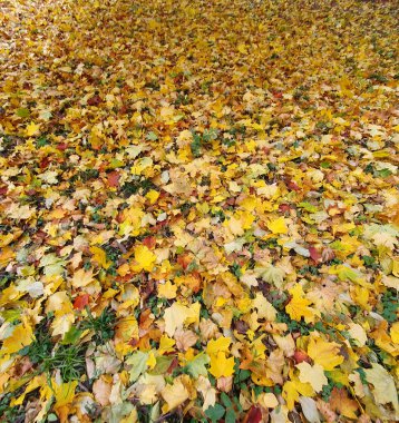 Güneşli bir sonbahar gününde yeşil çimlerde düşen sarı ve yeşil yapraklar. Altın sonbahar, barış ve sıcaklığın atmosferini yansıtan doğal doku. Mevsimlik projeler, tasarım veya reklam malzemeleri için