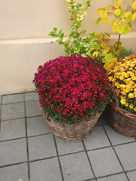 Sarı ve pembe renklerin açtığı kasımpatılar. Duvarın yanındaki tencere ve hasır sepetlerde renkli sonbahar yapraklarıyla çevrili dekoratif bitkiler. Ev dekorasyonu, bahçıvanlık, sonbahar için ilham.