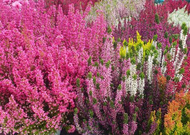 Bir çiçekçide heather 'ın (Calluna vulgaris) canlı renkleri. Pembe, mor, beyaz ve yeşilin zengin tonları canlı bir doku ve sonbahar atmosferi yaratır. Çiçek, dekoratif ya da bahçe temaları için