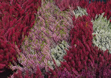 Bir çiçekçide heather 'ın (Calluna vulgaris) canlı renkleri. Pembe, mor, beyaz ve yeşilin zengin tonları canlı bir doku ve sonbahar atmosferi yaratır. Çiçek, dekoratif ya da bahçe temaları için