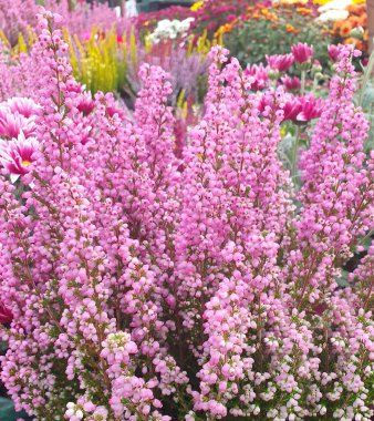 Bir çiçekçide heather 'ın (Calluna vulgaris) canlı renkleri. Pembe, mor, beyaz ve yeşilin zengin tonları canlı bir doku ve sonbahar atmosferi yaratır. Çiçek, dekoratif ya da bahçe temaları için