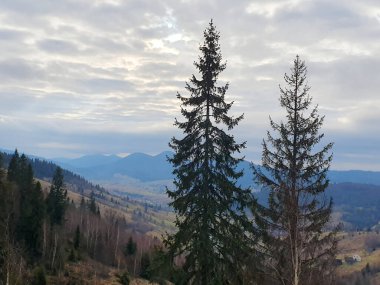 Önünde uzun köknar ağaçları olan Karpatlar 'ın dağ manzarası. Bulutlu gökyüzü ışığı hafifçe dağıtır, dağ sıraları, aşağıdaki vadi görülebilir. Eko-turizm, seyahat, doğa konuları için