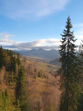 Önünde uzun köknar ağaçları olan Karpatlar 'ın dağ manzarası. Bulutlu gökyüzü ışığı hafifçe dağıtır, dağ sıraları, aşağıdaki vadi görülebilir. Eko-turizm, seyahat, doğa konuları için