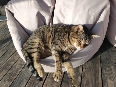 Evcil bir kedi terasta yumuşak bir sedirde huzur içinde uyur, huzurun tadını çıkarır. Konforlu bir atmosfer ve ev konforu. Rahatlama, evcil hayvanlar, yaşam tarzı ve yavaş yaşam konuları için