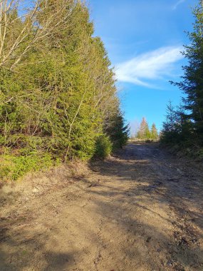 Aralık ayında koyu yeşil bir ladin ormanından geçen toprak bir yol. Uzakta, dağların gri-mavi çizgileri görülebilir. Sonbaharın sonundaki atmosfer ya da anormal derecede sıcak bir kış.