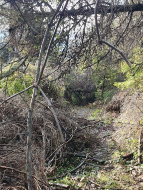 Sonbahar yapraklarıyla kaplı aşırı gelişmiş bir orman yolu devrilmiş ağaçlar ve kalın dallarla oluşmuş doğal bir tünelden geçer. Gün ışığı çam ve çam ağaçlarının tepelerinden süzülür