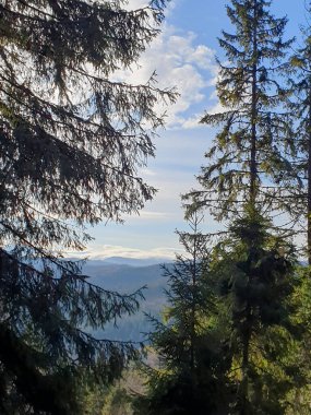 Genç ve olgun kozalaklı ağaçlarla dolu bir dağ ormanı. Yeşil yapraklar ve çam ağaçları çalılarla birleşir.