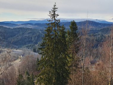 Şafakta sisli bir vadiyle dağ manzarası. Karpat dağları hafif bir sis bulutunda erir, kozalaklı ormanlar yamaçları çerçeveler ve vadideki dağınık kulübeler uygarlık duygusu ekler.