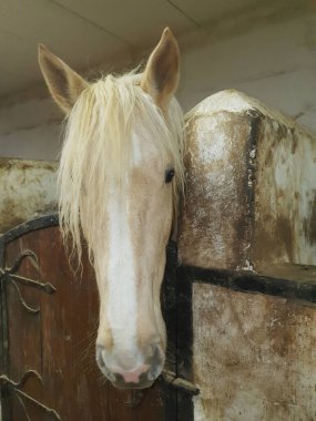 Uzun yeleli hafif bir at ahşap bir ahırdaki ahırdan dışarı bakar. Kırsal yaşamın atmosferi, doğayla uyum ve hayvanlarla ilgilenme. Çiftçilik, at yetiştiriciliği ve kırsal yaşam teması için.