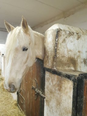 Uzun yeleli hafif bir at ahşap bir ahırdaki ahırdan dışarı bakar. Kırsal yaşamın atmosferi, doğayla uyum ve hayvanlarla ilgilenme. Çiftçilik, at yetiştiriciliği ve kırsal yaşam teması için.