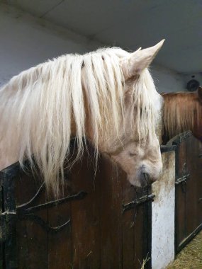 Uzun yeleli hafif bir at ahşap bir ahırdaki ahırdan dışarı bakar. Kırsal yaşamın atmosferi, doğayla uyum ve hayvanlarla ilgilenme. Çiftçilik, at yetiştiriciliği ve kırsal yaşam teması için.