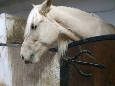 Uzun yeleli hafif bir at ahşap bir ahırdaki ahırdan dışarı bakar. Kırsal yaşamın atmosferi, doğayla uyum ve hayvanlarla ilgilenme. Çiftçilik, at yetiştiriciliği ve kırsal yaşam teması için.