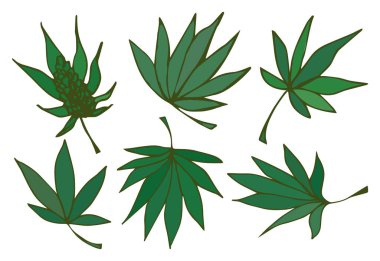 Beyaz arka planda bir dizi kenevir yaprağı. Farklı yaprak şekillerine sahip dekoratif botanik elementler, resimli, el çizimi tarzda yapılmış. Tasarım, baskılar, eko-projeler, tıbbi