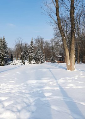 Güneşli bir günde karla kaplı yaprak döken ağaçlarla dolu bir kış parkı. Saf beyaz kar, ağaçlardan ve mavi gökyüzünden gelen uzun gölgeler doğayla uyum ve sükunet ortamı yaratır.