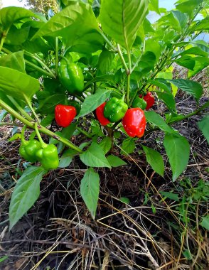 Parlak kırmızı ve yeşil biberlerin aynı anda olgunlaştığı tatlı bir biber çalısı. Bitkinin doğal güzelliğini, zenginliğini ve canlılığını vurgular. Bahçe işleri, sağlıklı beslenme için.