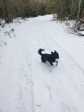 Küçük siyah köpek karlı bir orman yolu boyunca koşar. Kış ormanında evcil bir hayvanla aktif yürüyüş. Kış yürüyüşü.