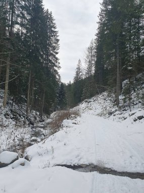 Karpatya Dağları 'ndaki karlı orman yolu. Dik bir yamaçtaki kozalaklı ağaçlar ve beyaz karla kaplı kayalık çıkıntılar. Kış yolculuğu ve vahşi doğanın atmosferi.