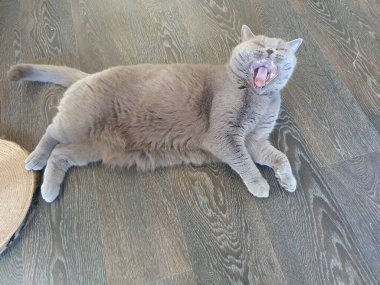 Gray British Shorthair cat lying on a light wooden floor. Portrait of a pet in a cozy interior, top view, lounge area.