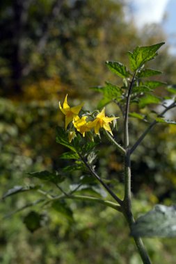 Parlak sarı domates tomurcukları sağlıklı yeşil bir bitkiden çıkar ve meyve gelişiminin başlangıcını işaret eder. Tırtıklı yapraklar ve dayanıklı bir gövde verimli, güneşli bir bahçe ortamında gelişir..