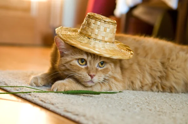 Hasır Şapkalı bir turuncu kedi
