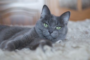 Yakın çekim portre, bir Rus mavi kedi