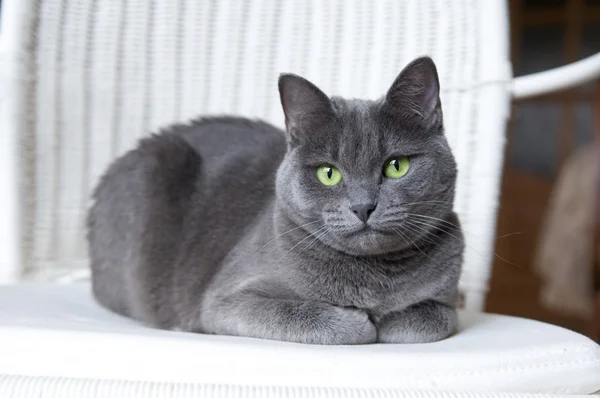 Gato azul russo em poltrona de vime branco — Fotografia de Stock